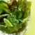 Fresh Spring Salad Greens