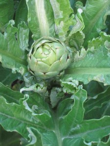 artichoke