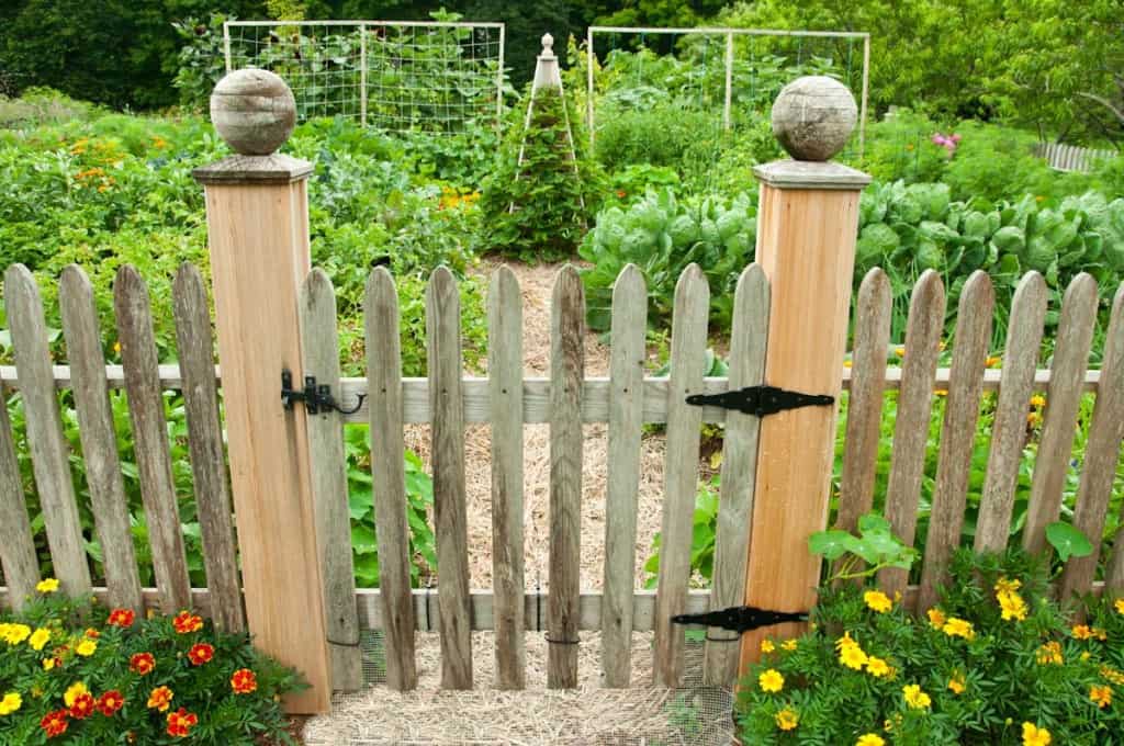 Photo from The Complete Kitchen Garden book.