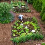 ellen garden looking down The Salad Garden