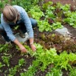 ellen harvesting lettuce The Salad Garden