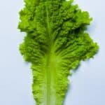lettuce leaf