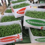 Cress sold in boxes