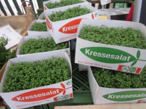 Cress sold in boxes