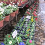 Christmas Primrose on display