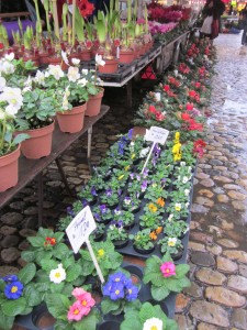 Christmas Primrose on display