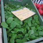 claytonia