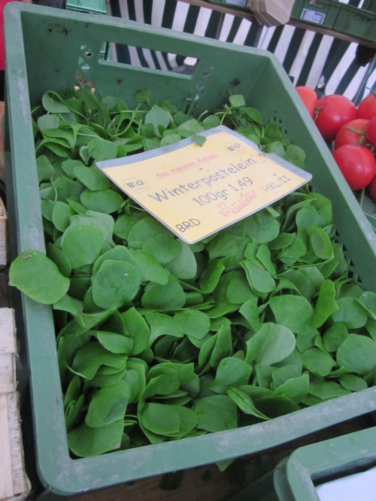 claytonia