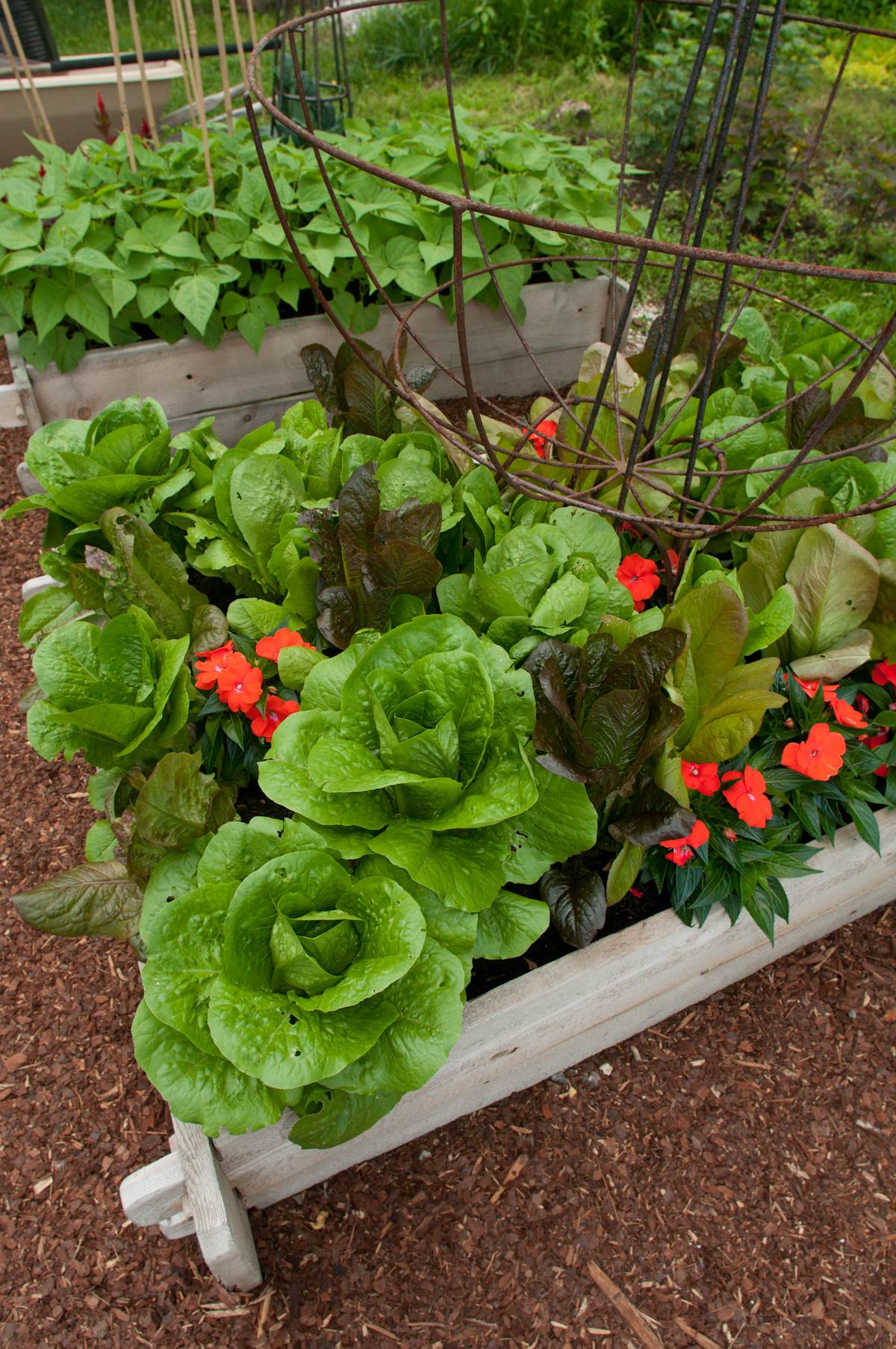 Salad Box Beautiful Vegetable Gardens Pinterest 400 x 300