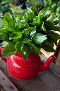 basil in a teapot sweet basil
