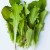 Looseleaf cut-and-come again lettuce