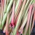 Key Ingredient #1: Rhubarb