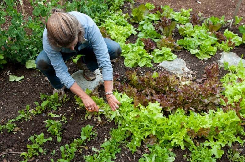 Kitchen Garden Designer- Ellen Ecker Ogden
