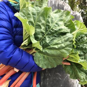 Rhubarb